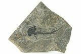 Early Permian Reptiliomorph (Discosauriscus) - Czech Republic #280830-1